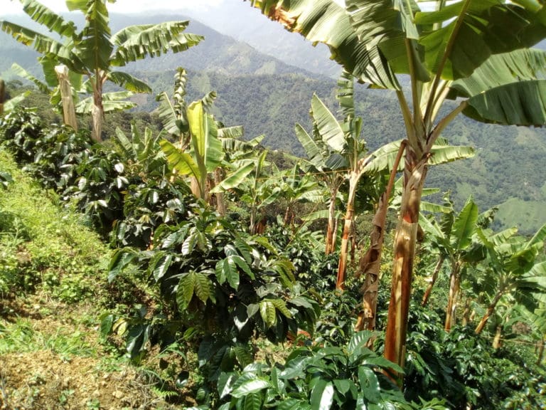Finca Gozen - DelAgua