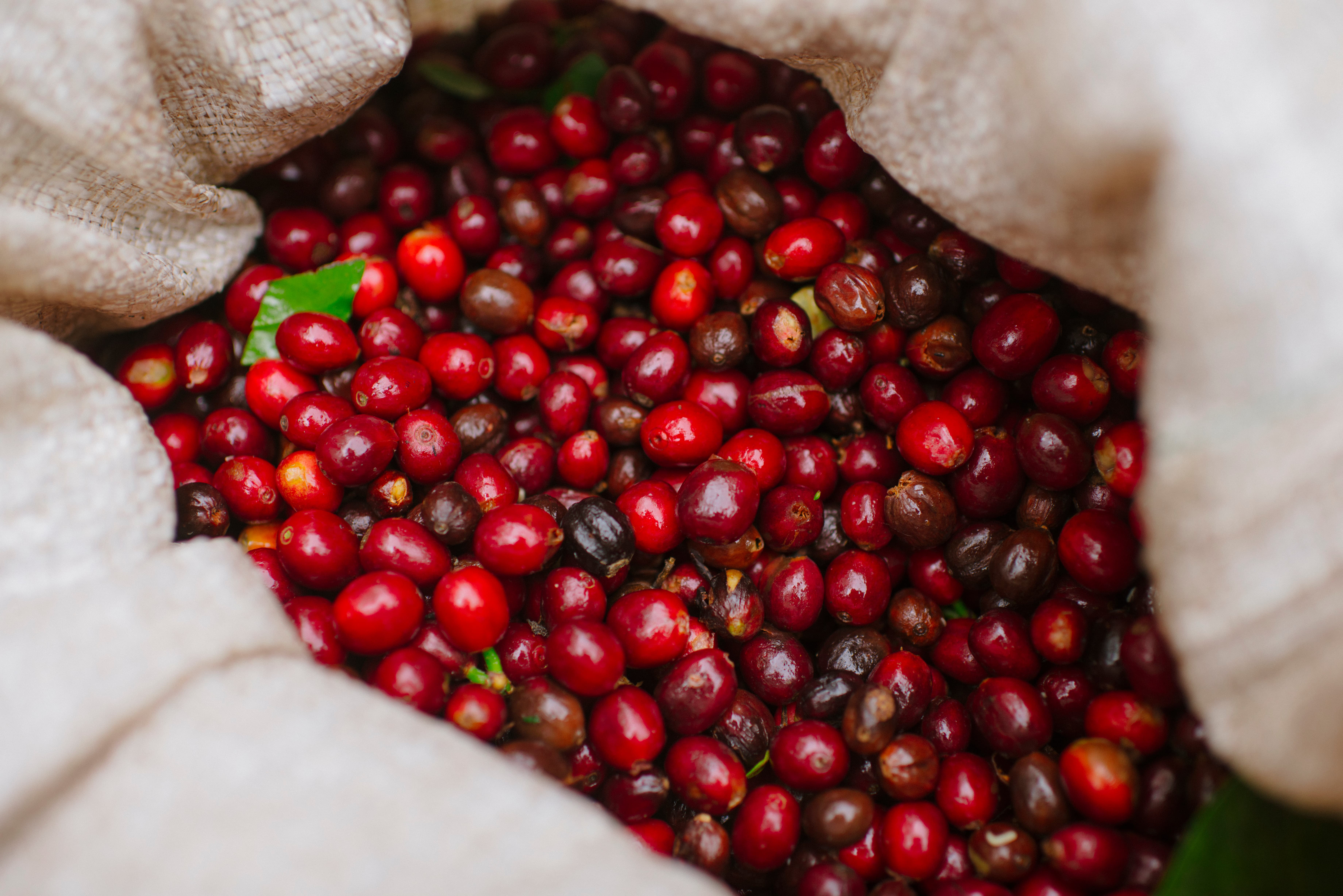 La Palma & El Tucan Gesha Natural - Ally Coffee