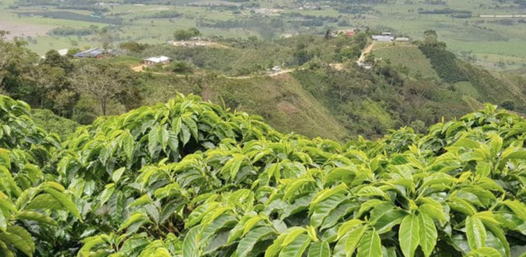 Monteblanco Bourbon 300