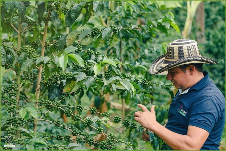 La Pradera Organic