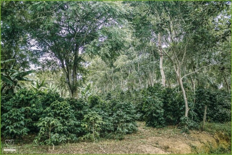 La Pradera Wush Wush Washed