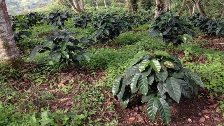 La Primavera Organic Peaberry